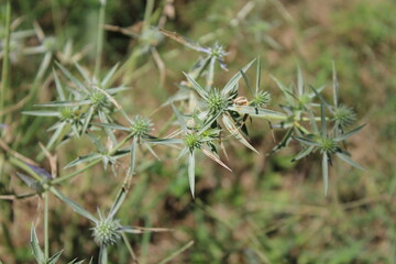 Eryngium amethystinum, amethyst eryngo or the sea holly