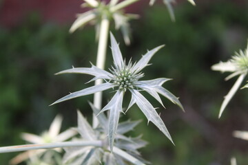 Eryngium amethystinum, amethyst eryngo or the sea holly
