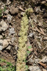 Great mullein, Verbascum thapsus or the fuzzy plant