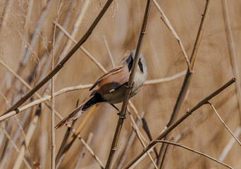 Bearded reedling among the reeds in direct sunlight