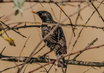 Common starling in the branches of a shrub in direct sunlight
