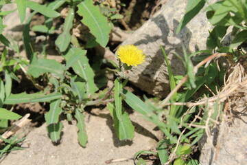 Spiny sowthistle, Sonchus asper or Sonchus oleraceus