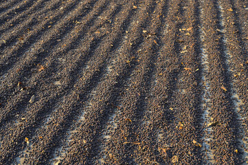 Coffee seeds during grains drying process in Thailand