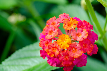 Close up view of Lantana camara flower with customizable space for text. Flora concept