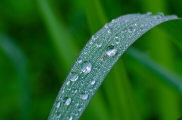 Leaf with water droplets with customizable space for text or ideas. Nature beauty concept.
