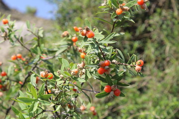Daphne gnidium, Alpine daphne or the Daphne alpina