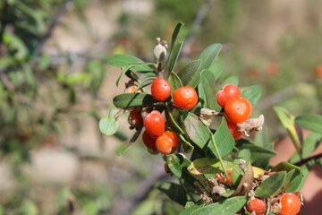 Daphne gnidium, Alpine daphne or the Daphne alpina