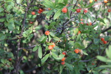 Daphne gnidium, Alpine daphne or the Daphne alpina