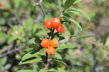 Daphne gnidium, Alpine daphne or the Daphne alpina
