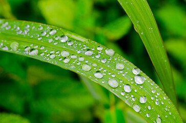 Beautiful Leaf with water droplets with customizable space for text. Flora and Nature beauty...