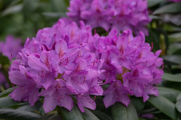 rhododendronblüte im Münsterland