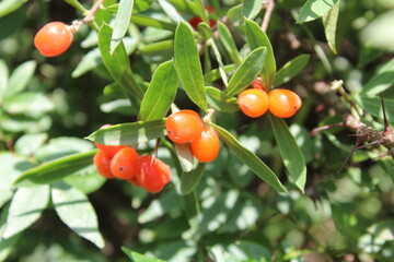 Daphne gnidium, Alpine daphne or the Daphne alpina