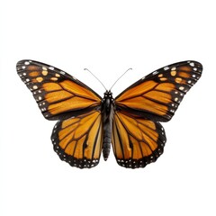 Fototapeta premium Monarch butterfly, vibrant orange wings dance in magical metamorphosis, celebrating Earth Day renewal, symbolizing freedom and resilience