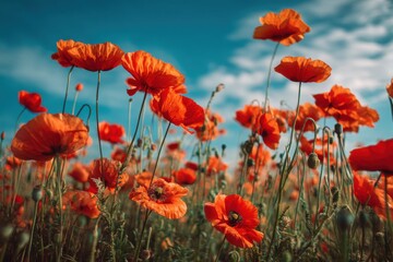 Obraz premium A field of poppies under a clear blue sky