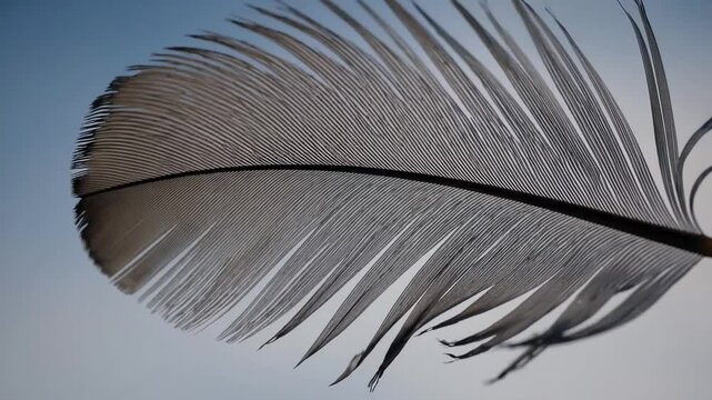 Delicate lightweight feather gently rotating against serene blue background, showcasing natural elegance and soft, weightless movement