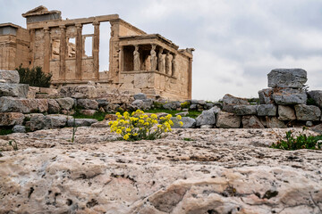 Erechtheion Caryatids with Wildflowers on Acropolis