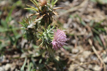 Ptilostemon or Cardus thistle plant and flowers bud