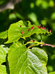 Red growths tumors on a linden leaf close-up view