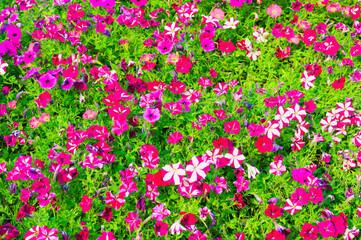 A vibrant hillside covered in a dense carpet of colorful petunia flowers under a clear blue sky.