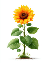 Obraz premium Bright yellow sunflower with green leaves growing from soil, showing natural beauty and vibrant colors in detailed illustration