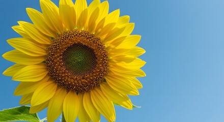 Obraz premium Yellow sunflower close-up with empty sky in the background, minimalist feel