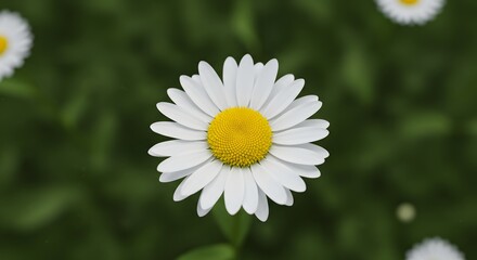 Fototapeta premium Minimal close-up of a white daisy, surrounded by green negative space
