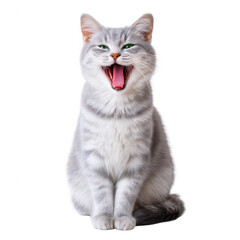 Obraz premium A playful silver cat with bright green eyes, yawning widely in a charming pose. Perfect for pet lovers and animal enthusiasts.