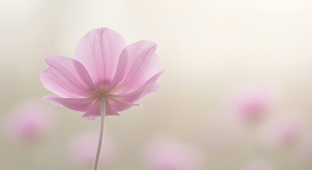 Fototapeta premium Close-up of single anemone flower with faded field behind, pastel colors