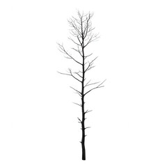 Obraz premium A tall, slender tree with delicate branches and sparse leaves, capturing the essence of nature's elegance against a white isolated background.