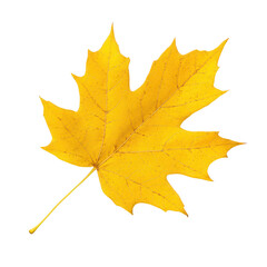 Obraz premium A vibrant yellow maple leaf isolated on a white background, showcasing intricate details and textures, perfect for autumn-themed designs and nature-inspired projects.