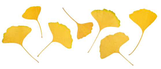 Set of yellow ginkgo biloba leaves isolated on white background. Perfect for creating botanical cards, invitations, frames, flower arrangements.