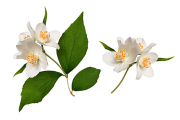 A blooming jasmine (Philadelphus coronarius) isolated on a white background. Element for creating designs, cards, patterns, floral arrangements, frames, wedding cards and invitations.