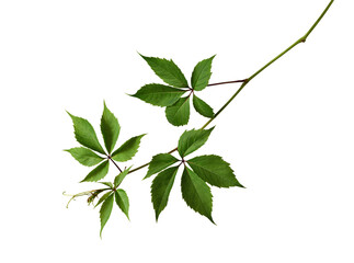 Branch of wild grapes with green leaves isolated on white background. Elements for creating designs, cards, patterns, floral arrangements, frames and invitations.