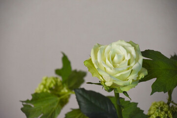 薔薇とスノーボール