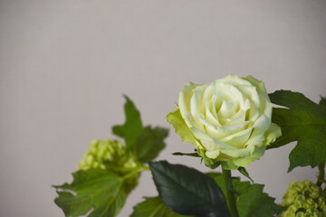 薔薇とスノーボール