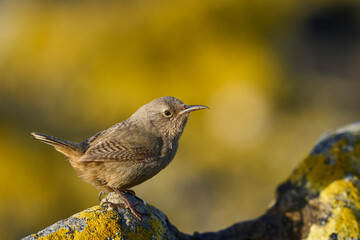 Cobb's Wren (Troglodytes cobbi) foraging for food on Carcass Island in the Falkland Islands.