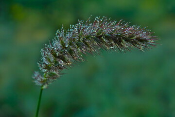Close-up of a grass inflorescence covered with dewdrops. 