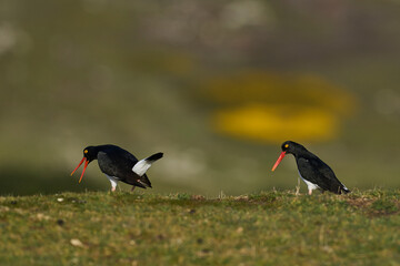 Magellanic Oystercatchers (Haematopus leucopodus) displaying on grassland on Carcass Island on the...