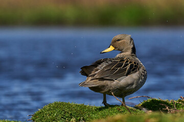 Speckled Teal (Anas flavirostris) on a pond on Carcass Island in the Falkland Islands