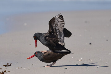 Blackish Oystercatchers (Haematopus ater) mating on a sandy beach on the coast of Carcass Island in...