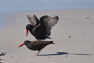 Blackish Oystercatchers (Haematopus ater) mating on a sandy beach on the coast of Carcass Island in...