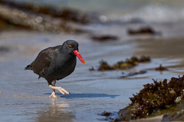 Blackish Oystercatcher (Haematopus ater) foraging for food on the rocky shore of Carcass Island in...