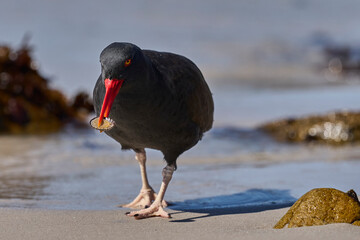 Blackish Oystercatcher (Haematopus ater) eating limpets on the rocky shore of Carcass Island in the...