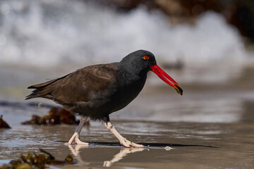 Blackish Oystercatcher (Haematopus ater) eating limpets on the rocky shore of Carcass Island in the Falkland Islands.