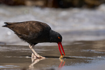 Blackish Oystercatcher (Haematopus ater) eating limpets on the rocky shore of Carcass Island in the...