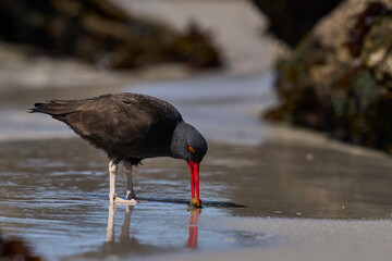 Blackish Oystercatcher (Haematopus ater) eating limpets on the rocky shore of Carcass Island in the...