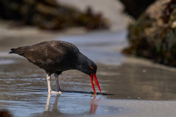 Blackish Oystercatcher (Haematopus ater) eating limpets on the rocky shore of Carcass Island in the Falkland Islands.