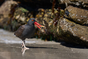 Blackish Oystercatcher (Haematopus ater) eating limpets on the rocky shore of Carcass Island in the Falkland Islands.