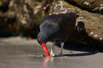 Blackish Oystercatcher (Haematopus ater) eating limpets on the rocky shore of Carcass Island in the...