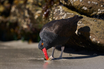 Blackish Oystercatcher (Haematopus ater) eating limpets on the rocky shore of Carcass Island in the...